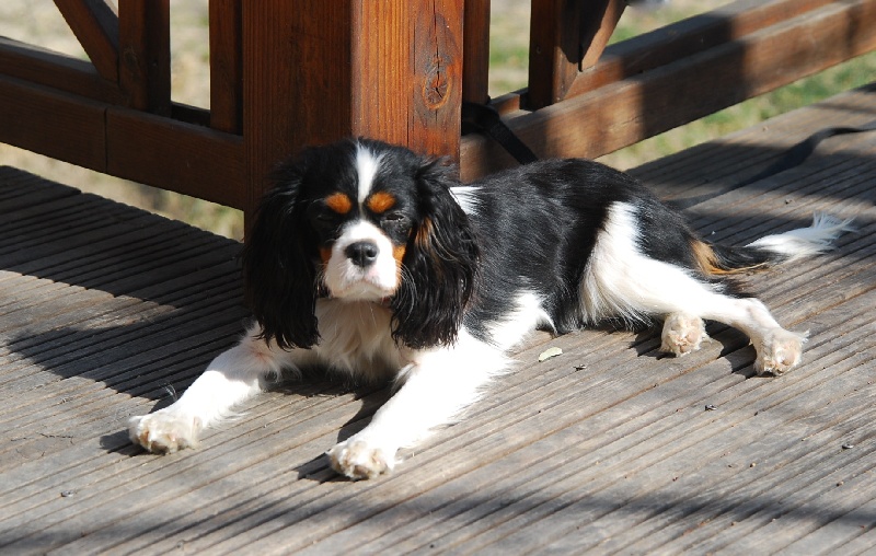 Gwen ha doux du clos d armelle