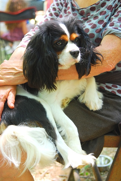 Flavia des Rompudes de Beauvoir