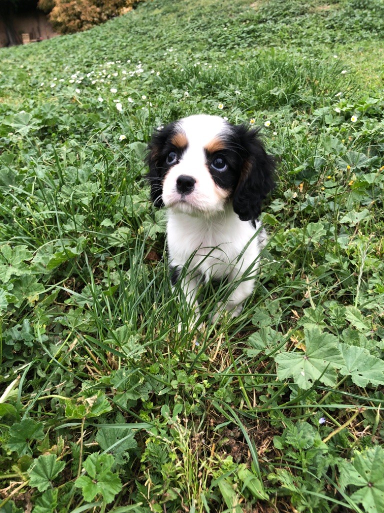 Du Relais D'Issanka - Chiot disponible  - Cavalier King Charles Spaniel