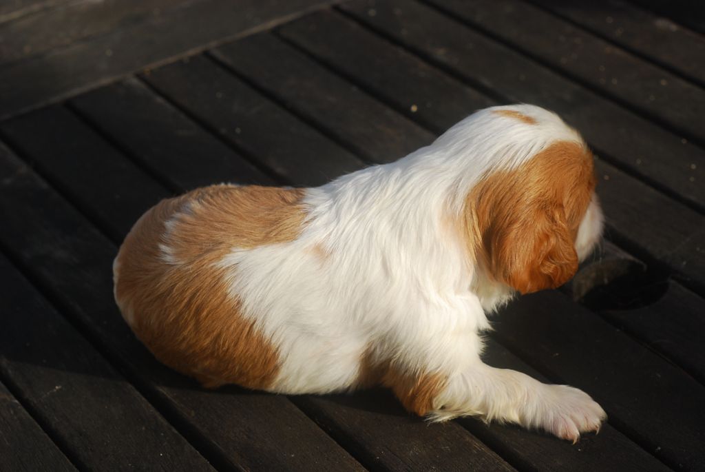 Basset Hound Lab Mix Chiots