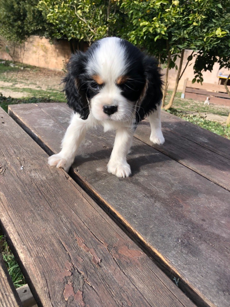 Du Relais D'Issanka - Chiot disponible  - Cavalier King Charles Spaniel