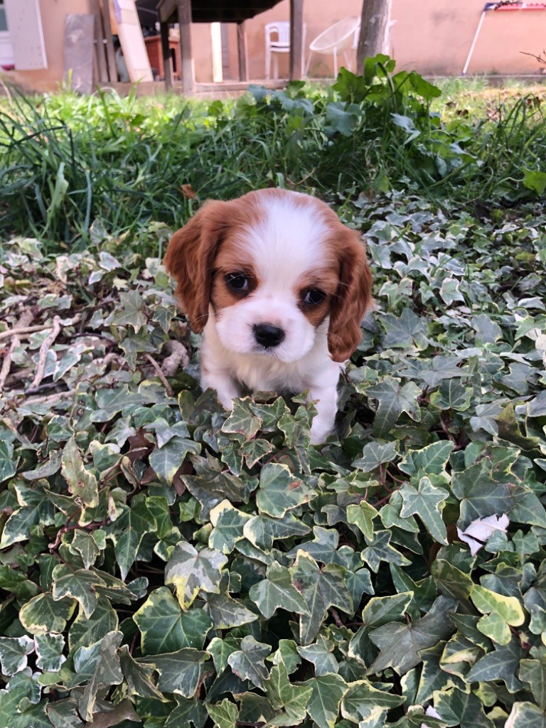 Du Relais D'Issanka - Chiot disponible  - Cavalier King Charles Spaniel