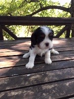 Du Relais D'Issanka - Cavalier King Charles Spaniel - Portée née le 04/08/2019