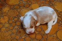 CHIOT