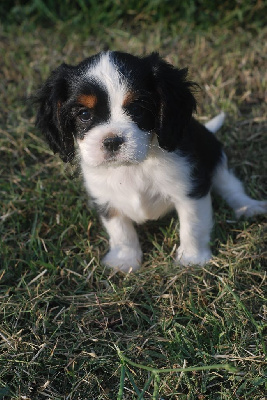 Du Relais D'Issanka - Cavalier King Charles Spaniel - Portée née le 18/08/2022