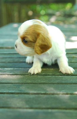 Du Relais D'Issanka - Cavalier King Charles Spaniel - Portée née le 06/05/2022