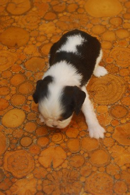 CHIOT 5