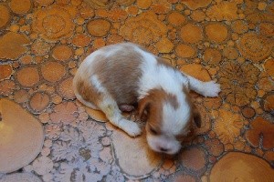 CHIOT