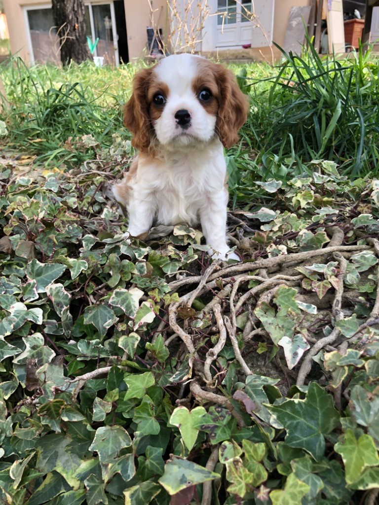 Du Relais D'Issanka - Chiot disponible  - Cavalier King Charles Spaniel