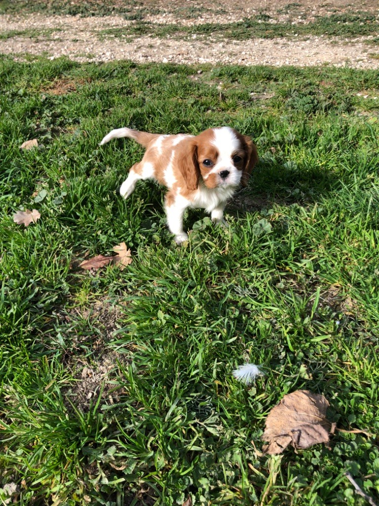 Du Relais D'Issanka - Chiot disponible  - Cavalier King Charles Spaniel