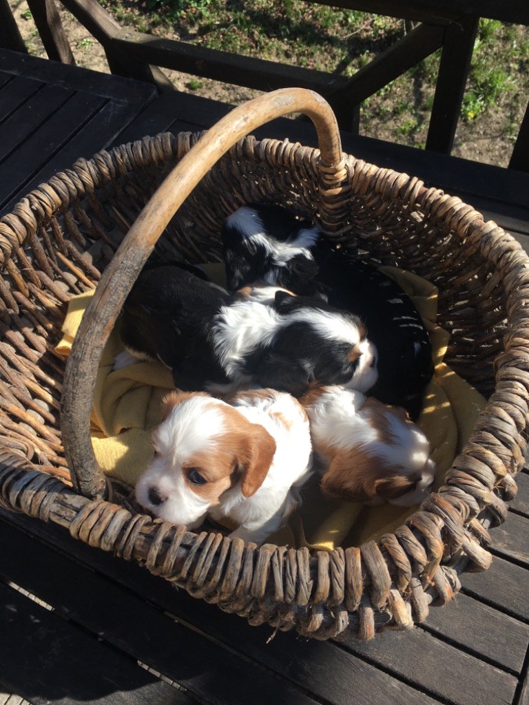 chiot Cavalier King Charles Spaniel Du Relais D'Issanka