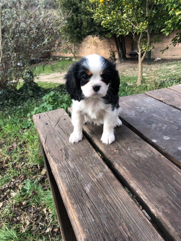 Du Relais D'Issanka - Chiot disponible  - Cavalier King Charles Spaniel