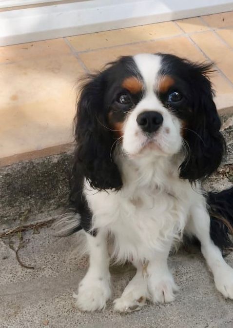 Voltige high Du Relais D'Issanka