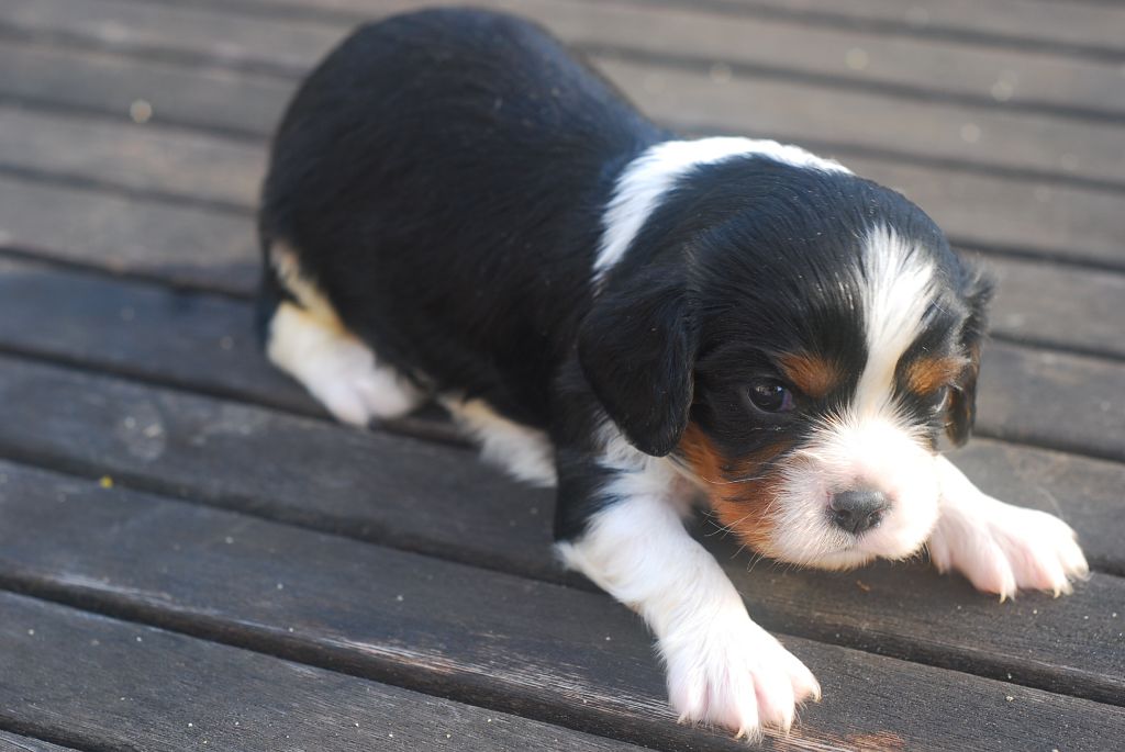 Du Relais D'Issanka - Cavalier King Charles Spaniel - Portée née le 22/12/2022