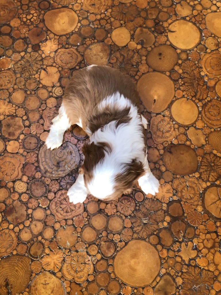 Du Relais D'Issanka - Cavalier King Charles Spaniel - Portée née le 01/12/2025