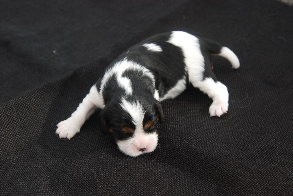Du Relais D'Issanka - Cavalier King Charles Spaniel - Portée née le 23/02/2019