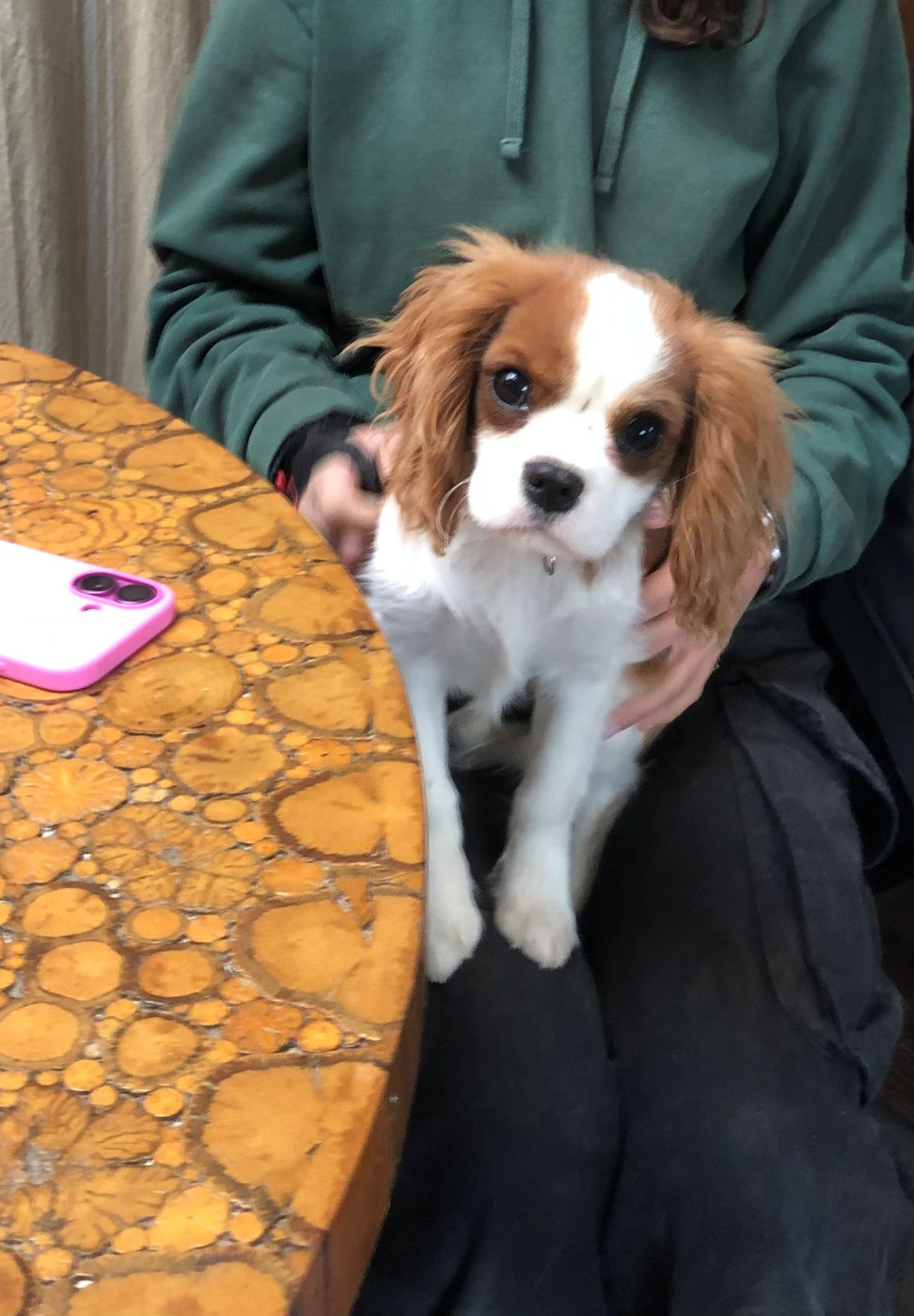 Du Relais D'Issanka - Chiots disponibles - Cavalier King Charles Spaniel