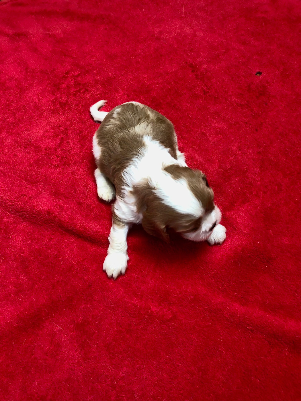 Du Relais D'Issanka - Chiots disponibles - Cavalier King Charles Spaniel