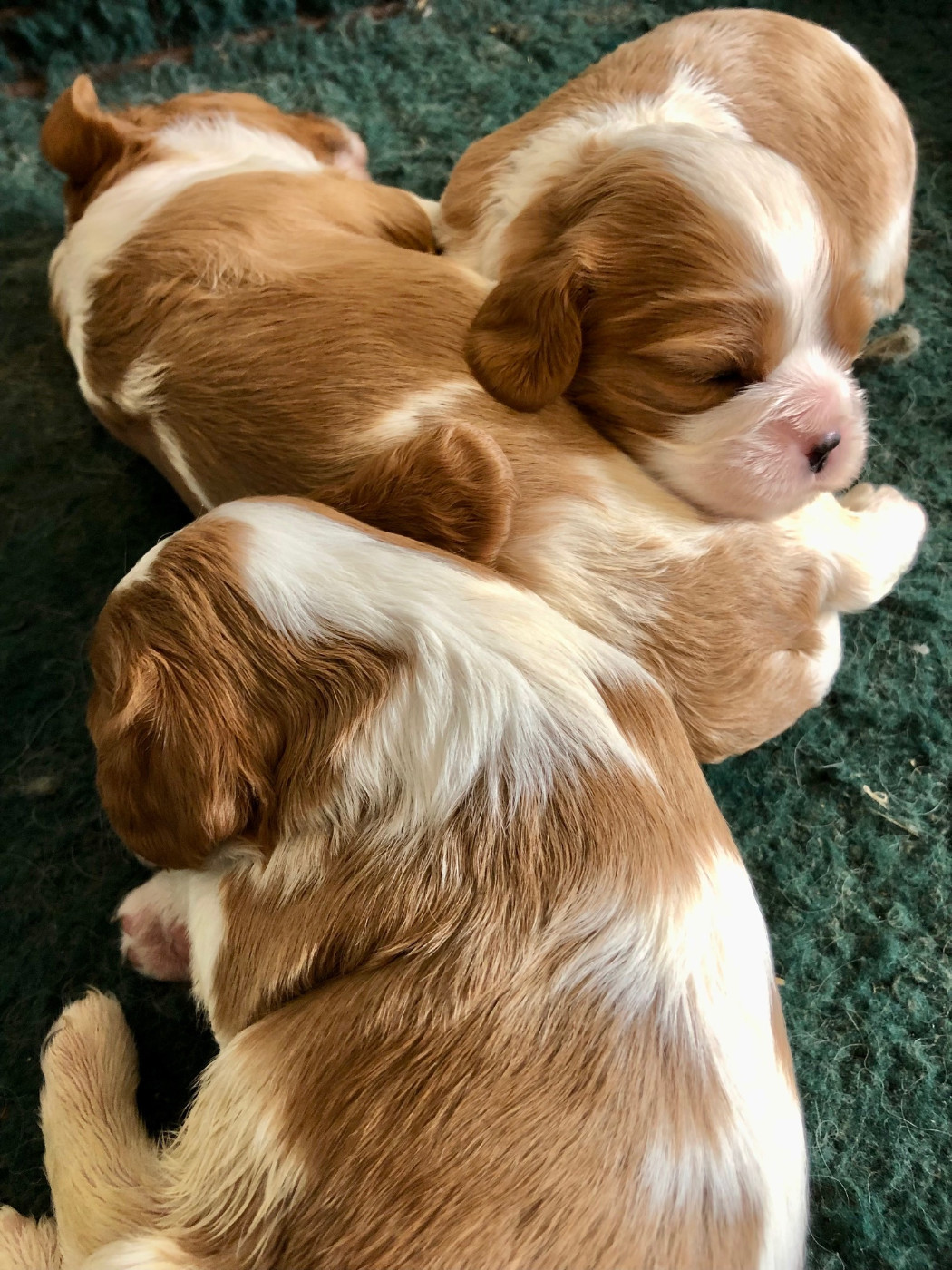 Du Relais D'Issanka - Cavalier King Charles Spaniel - Portée née le 21/02/2026