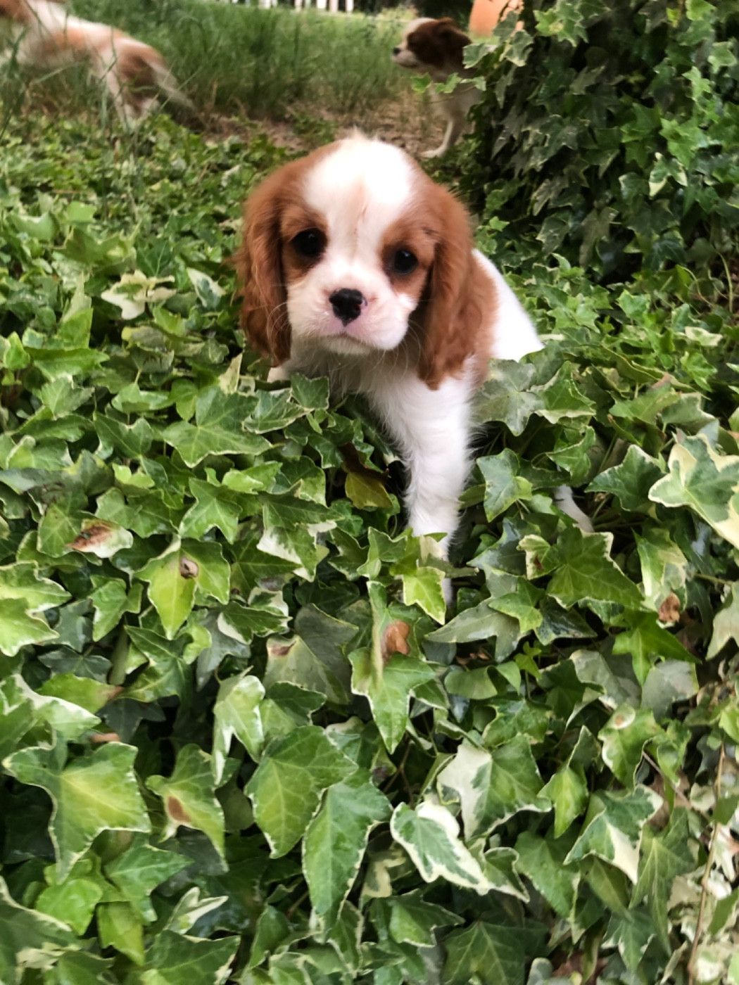 Du Relais D'Issanka - Chiots disponibles - Cavalier King Charles Spaniel