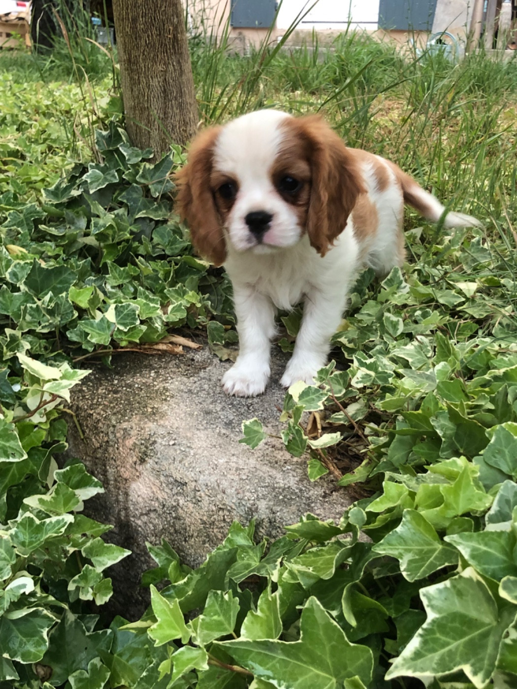 Du Relais D'Issanka - Chiots disponibles - Cavalier King Charles Spaniel