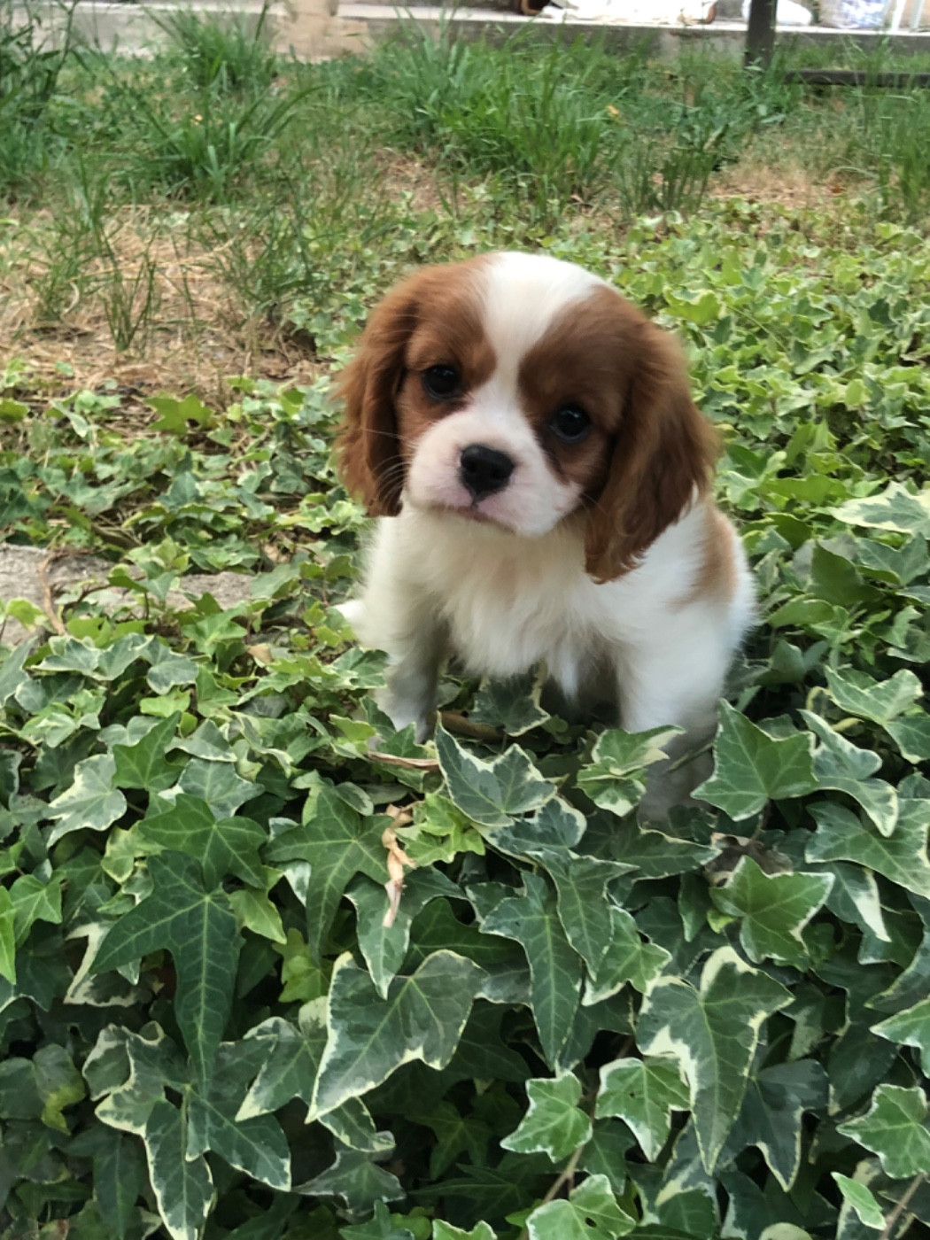 Du Relais D'Issanka - Chiots disponibles - Cavalier King Charles Spaniel