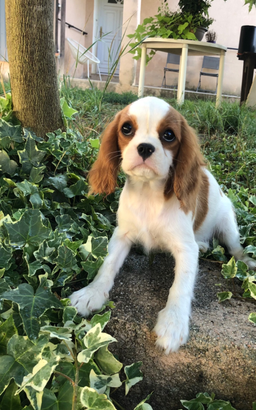 Du Relais D'Issanka - Chiots disponibles - Cavalier King Charles Spaniel