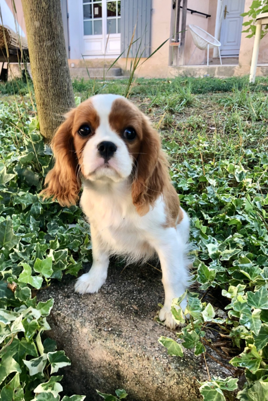 Du Relais D'Issanka - Chiots disponibles - Cavalier King Charles Spaniel