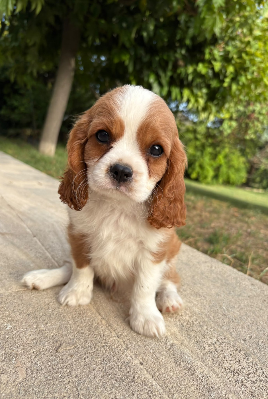 Du Relais D'Issanka - Chiots disponibles - Cavalier King Charles Spaniel