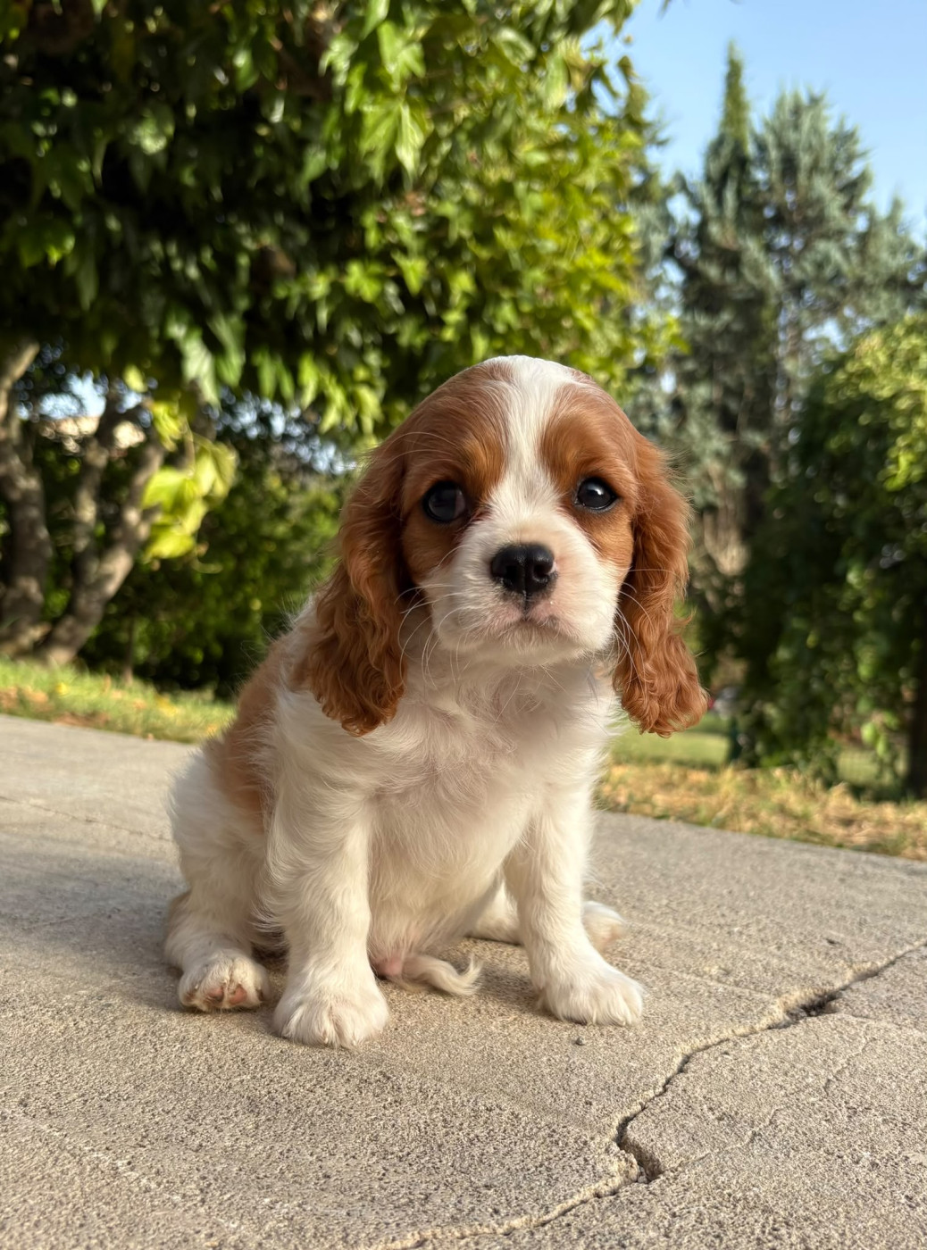 Du Relais D'Issanka - Chiots disponibles - Cavalier King Charles Spaniel