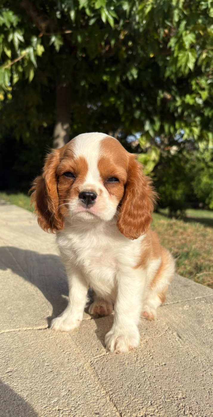 Du Relais D'Issanka - Chiots disponibles - Cavalier King Charles Spaniel