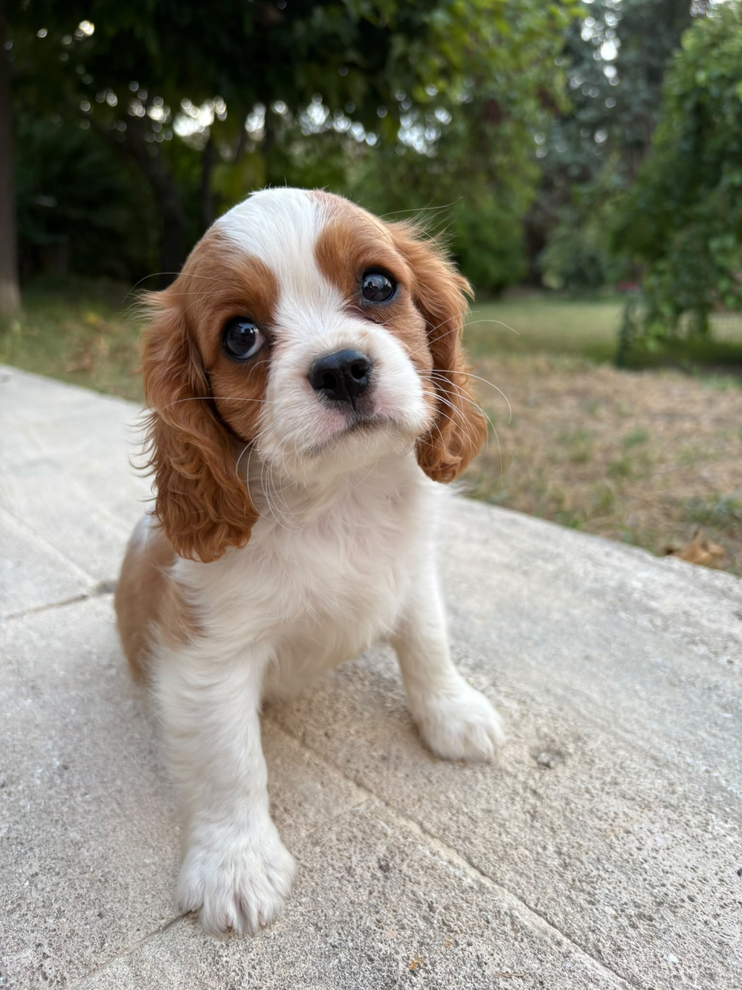 Du Relais D'Issanka - Chiots disponibles - Cavalier King Charles Spaniel