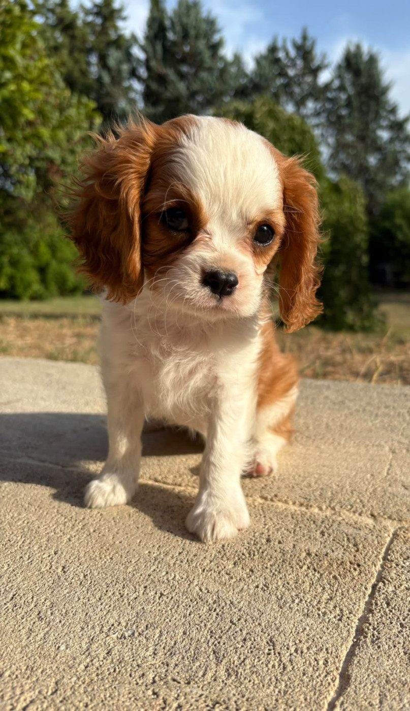 Du Relais D'Issanka - Chiots disponibles - Cavalier King Charles Spaniel