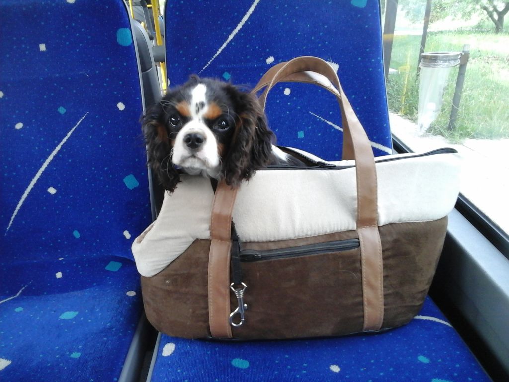 Chiot Cavalier King Charles Spaniel Du Relais D'Issanka
