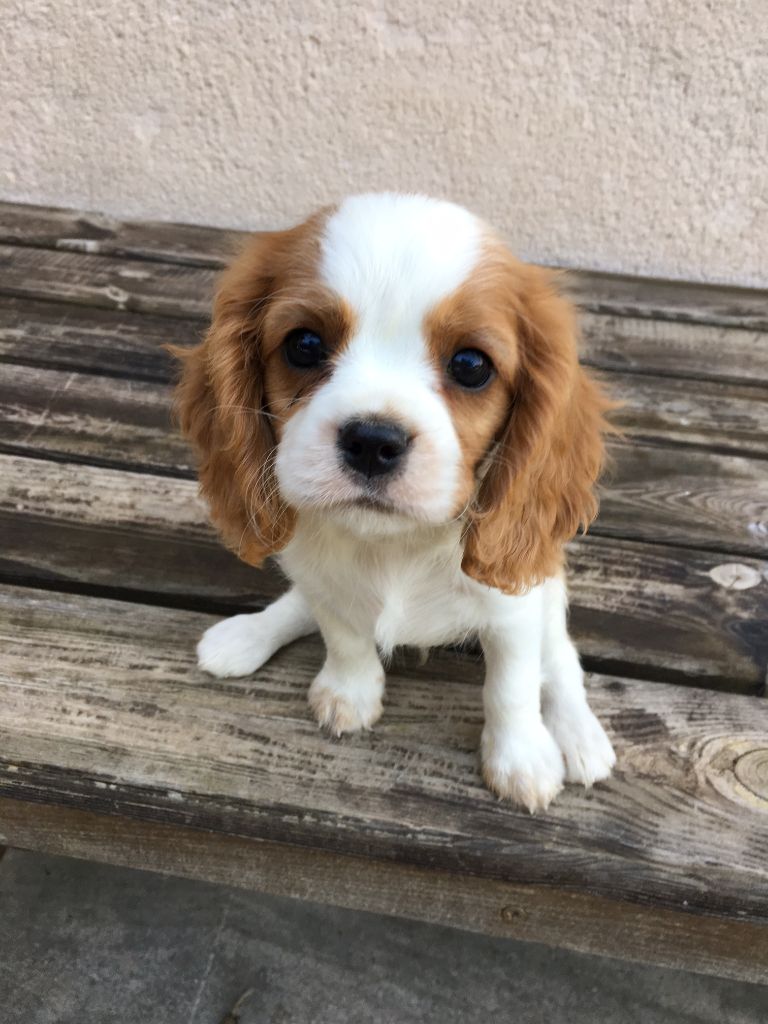 Du Relais D'Issanka - Cavalier King Charles Spaniel - Portée née le 26/08/2022
