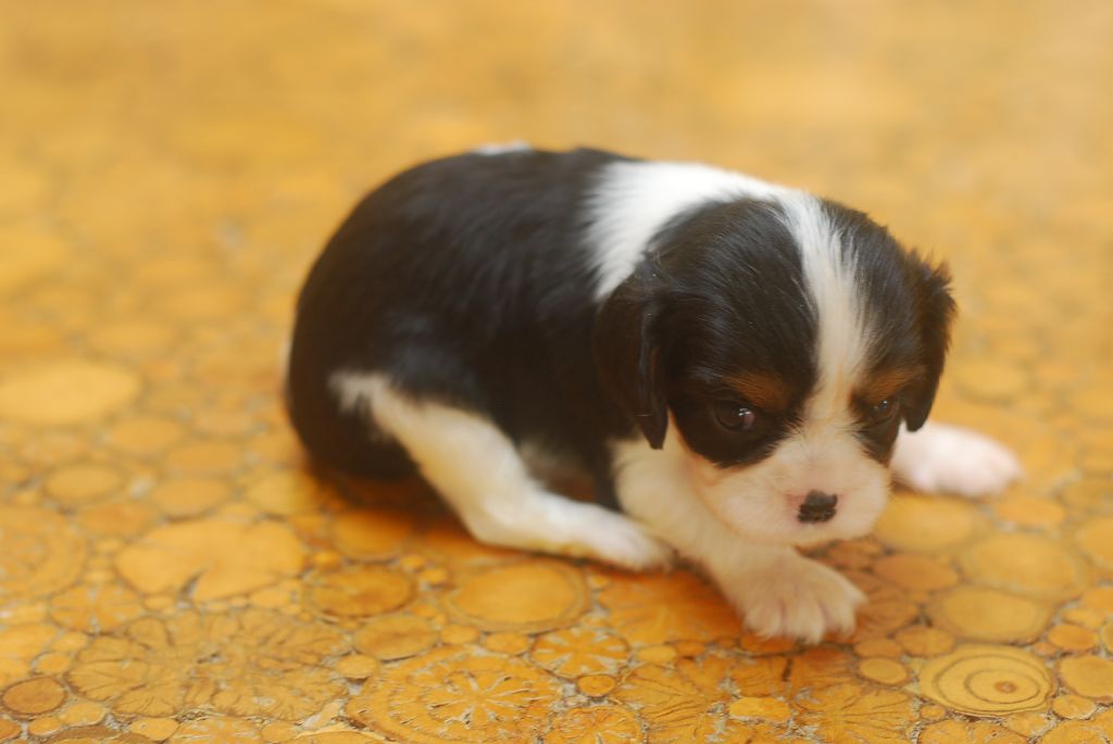 Du Relais D'Issanka - Cavalier King Charles Spaniel - Portée née le 12/12/2022