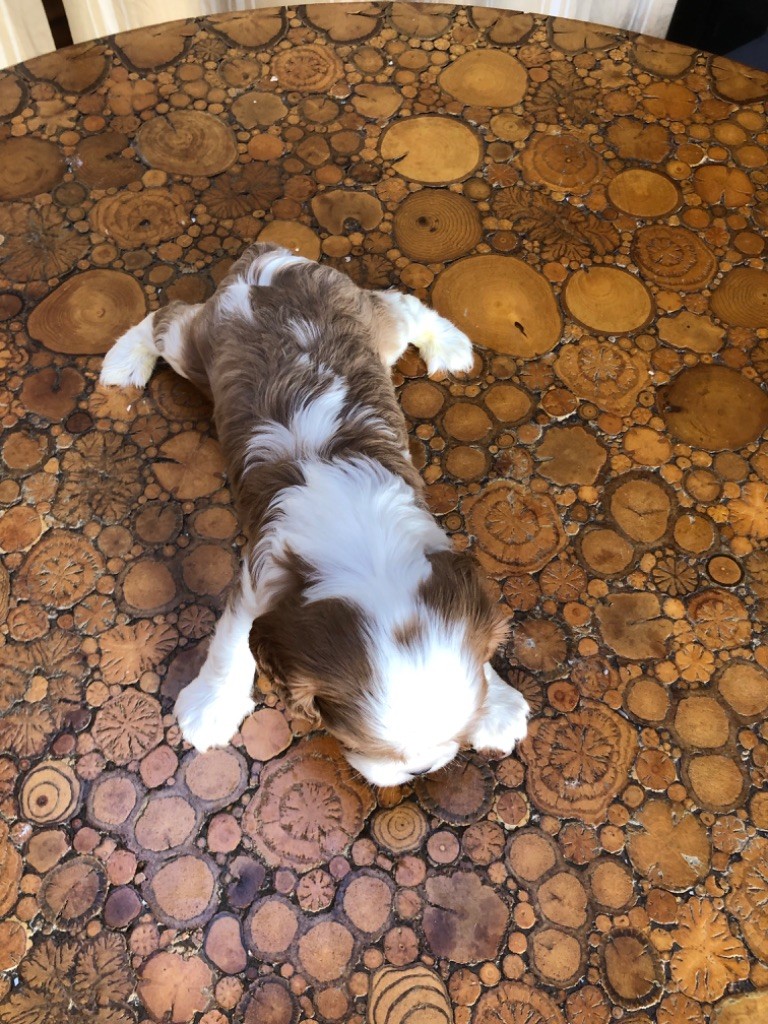 Du Relais D'Issanka - Chiots disponibles - Cavalier King Charles Spaniel