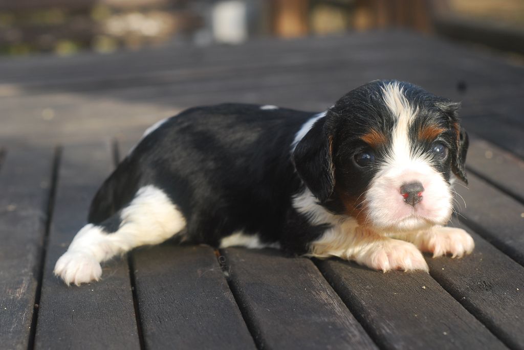Du Relais D'Issanka - Cavalier King Charles Spaniel - Portée née le 22/12/2022