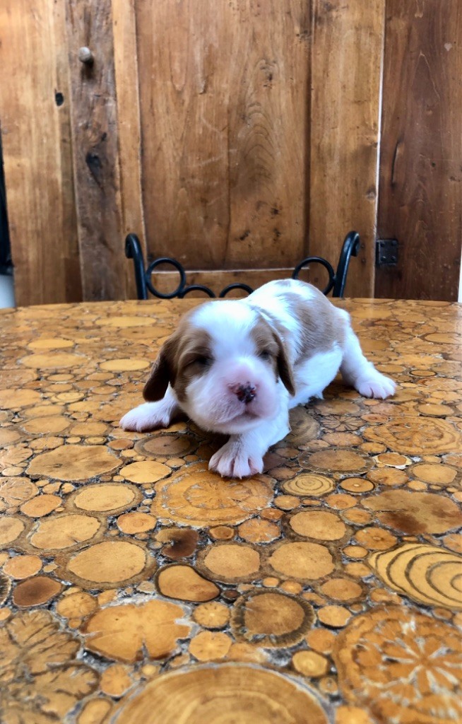 Du Relais D'Issanka - Chiots disponibles - Cavalier King Charles Spaniel