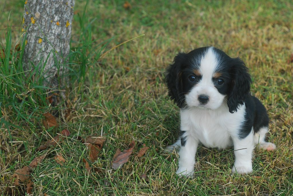 Du Relais D'Issanka - Cavalier King Charles Spaniel - Portée née le 18/08/2022