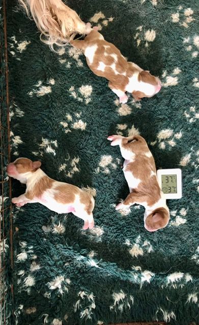 Du Relais D'Issanka - Chiots disponibles - Cavalier King Charles Spaniel