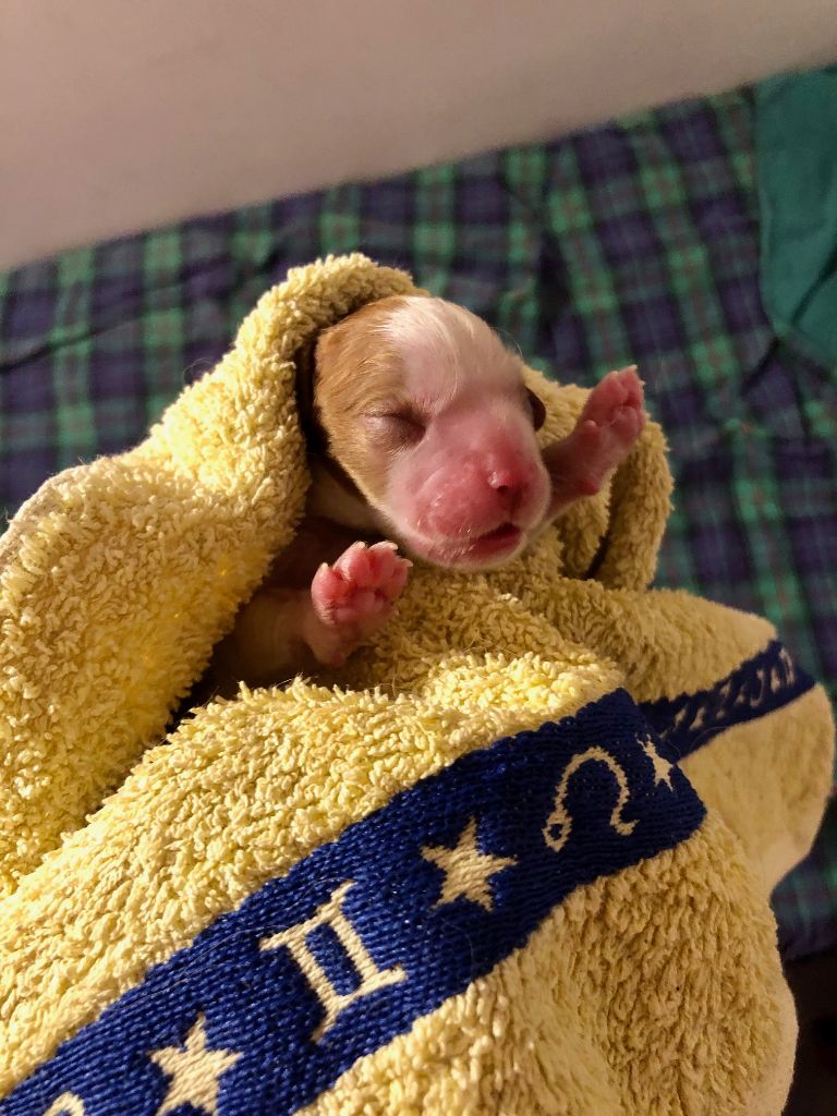 Chiot Cavalier King Charles Spaniel Du Relais D'Issanka