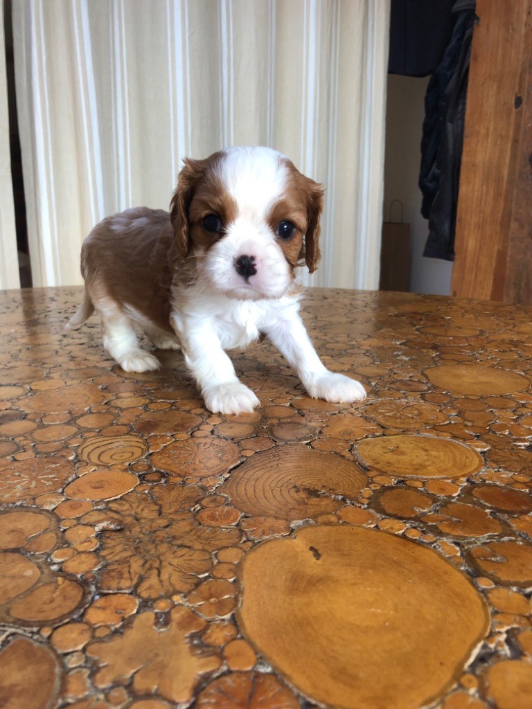 Du Relais D'Issanka - Chiots disponibles - Cavalier King Charles Spaniel